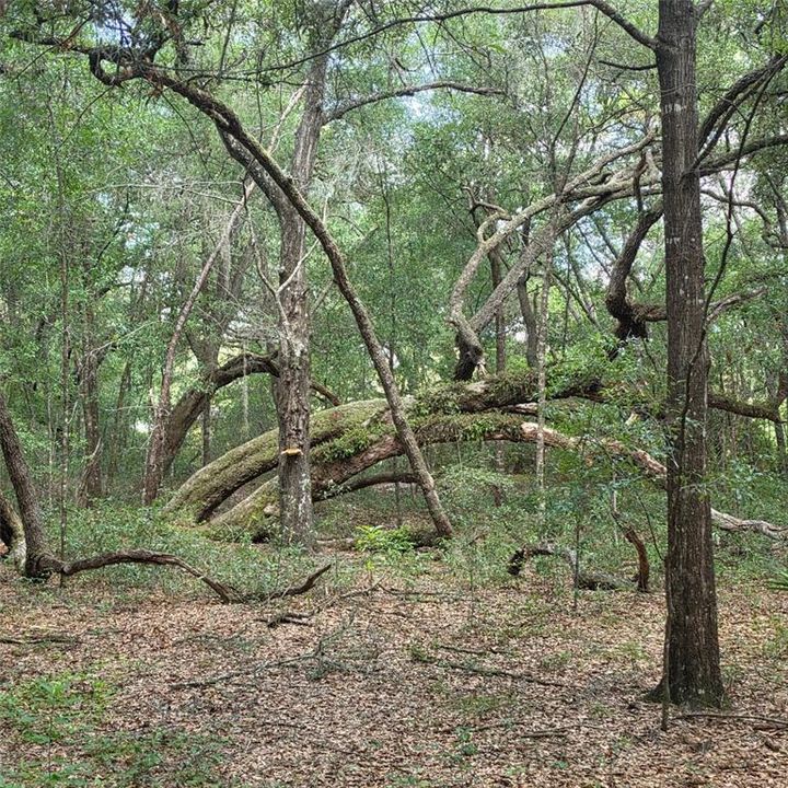 待售: $189,000 (1.86 acres)