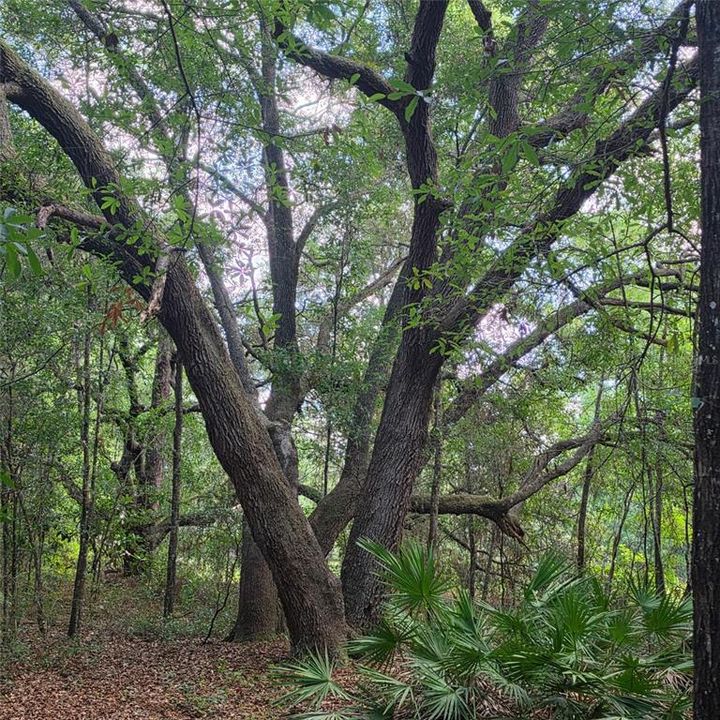 待售: $189,000 (1.86 acres)