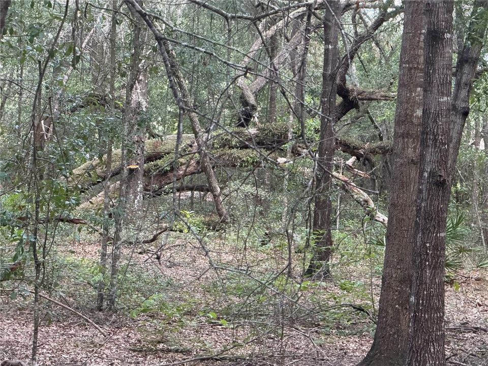待售: $189,000 (1.86 acres)