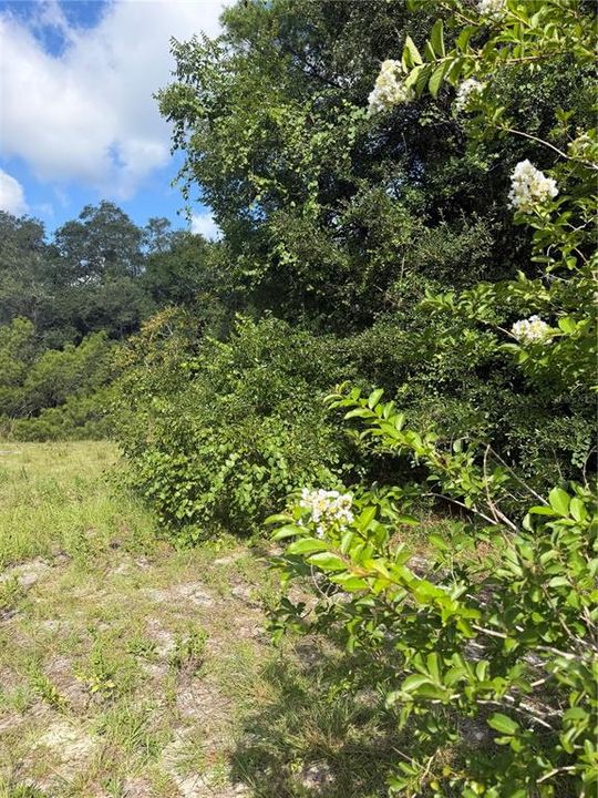 待售: $189,000 (1.86 acres)