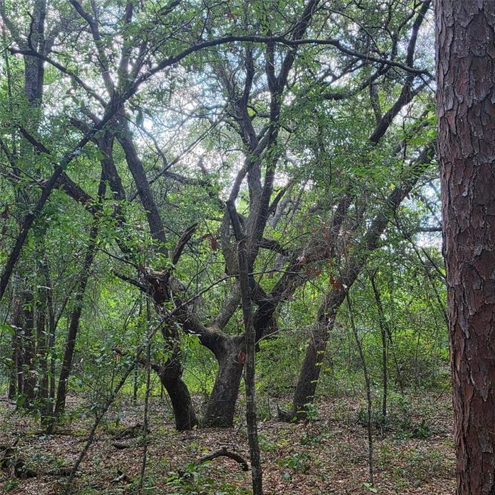 待售: $189,000 (1.86 acres)