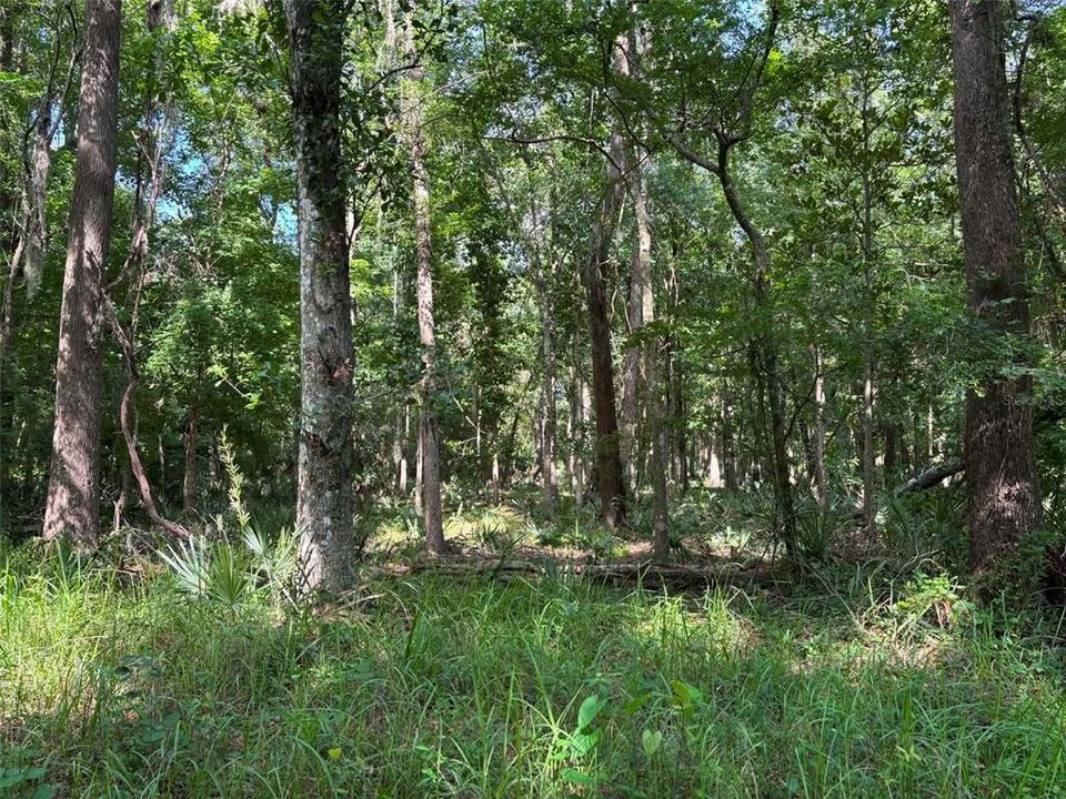 For Sale: $18,500 (0.34 acres)