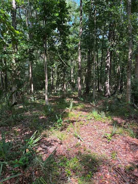 For Sale: $18,500 (0.34 acres)