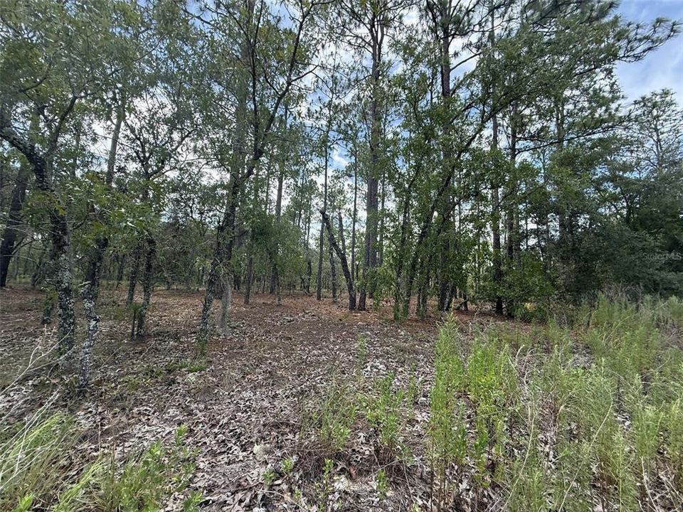 En Venta: $29,900 (1.00 acres)