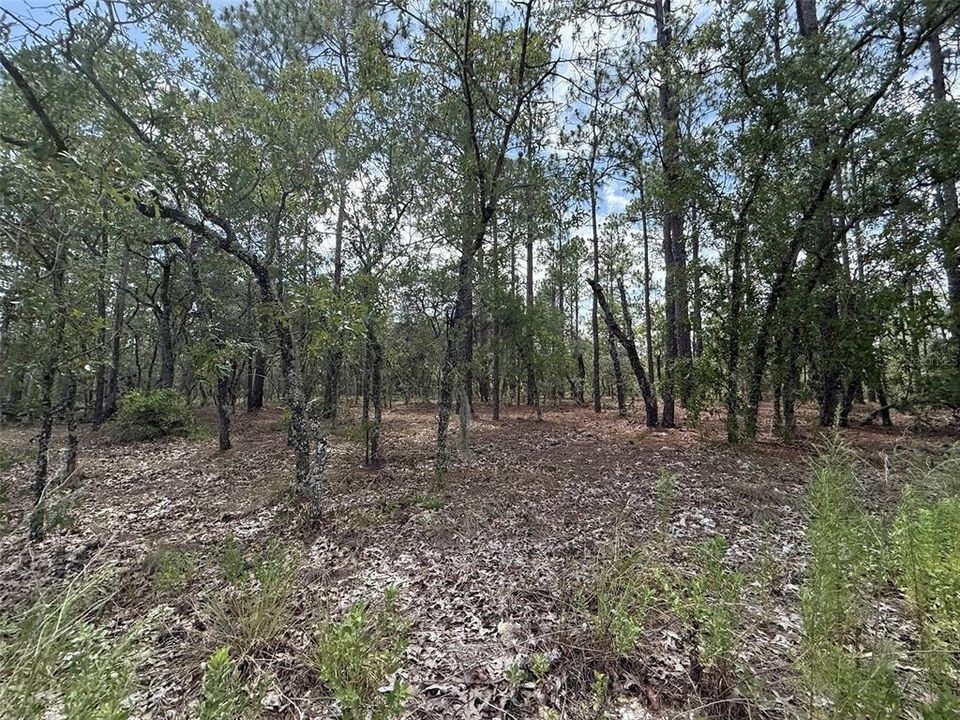 En Venta: $29,900 (1.00 acres)