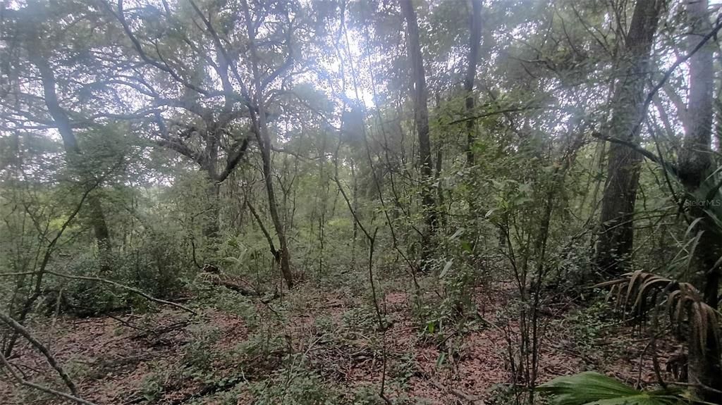 待售: $18,500 (0.31 acres)