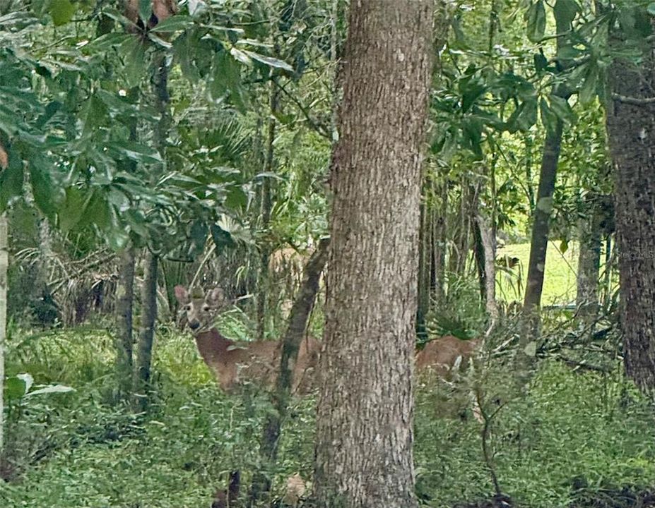 For Sale: $187,500 (2.50 acres)