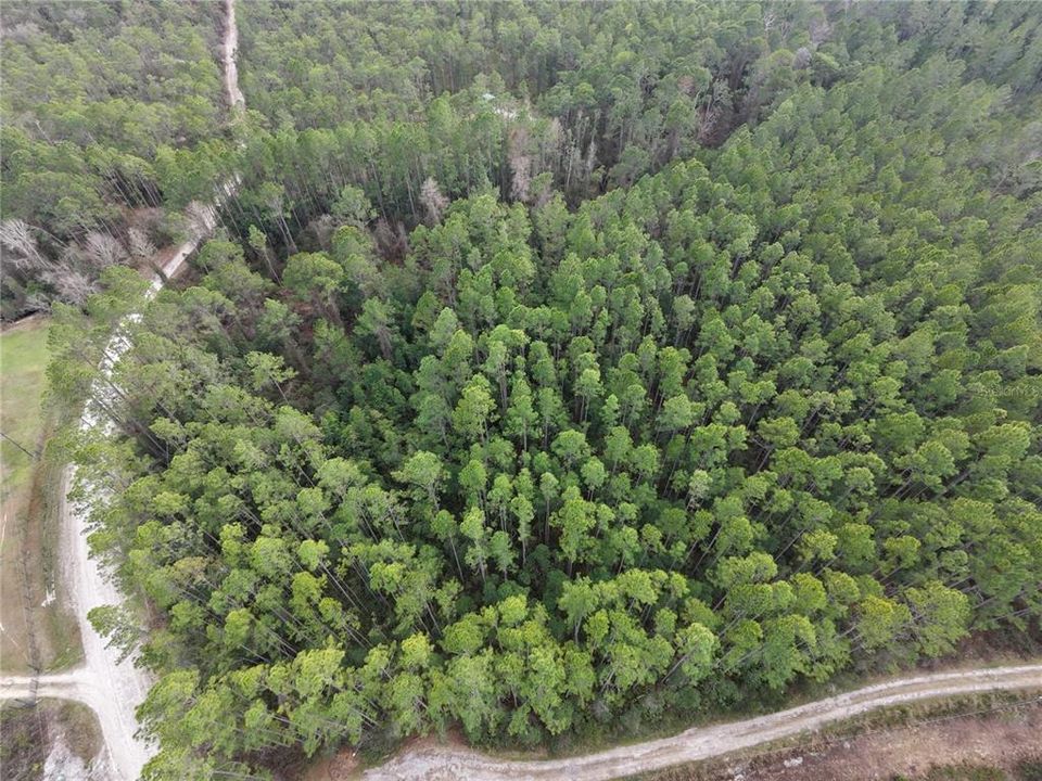 For Sale: $55,000 (3.00 acres)