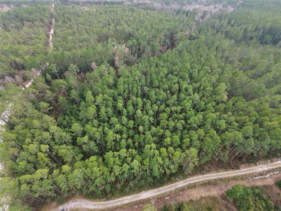 For Sale: $55,000 (3.00 acres)