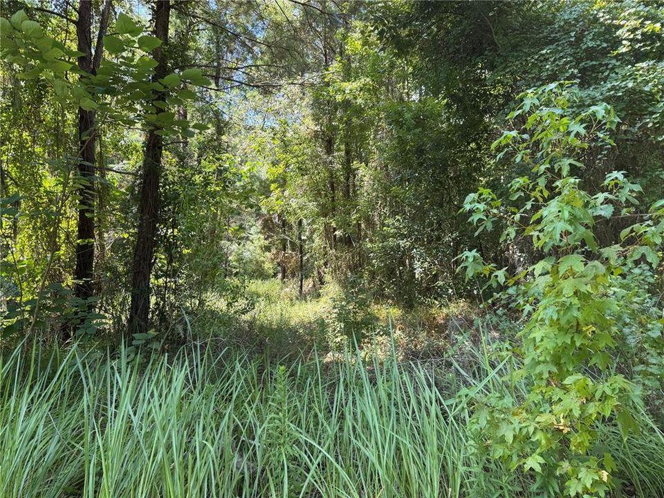 For Sale: $295,000 (3.00 acres)