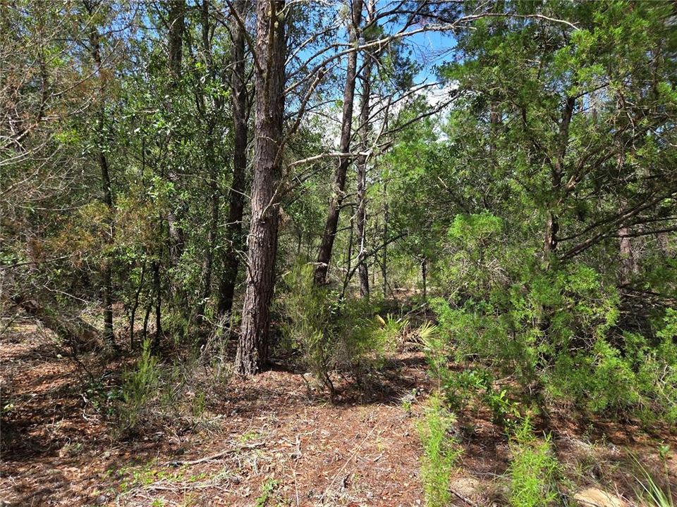 En Venta: $13,500 (1.25 acres)