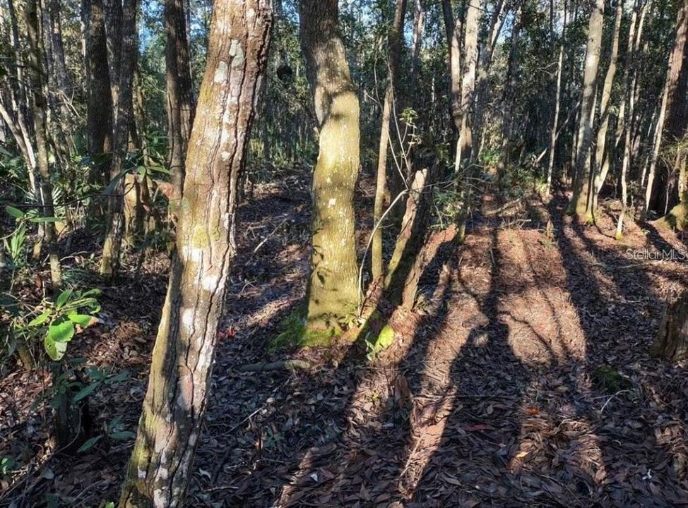 На продажу: $50,000 (5.23 acres)