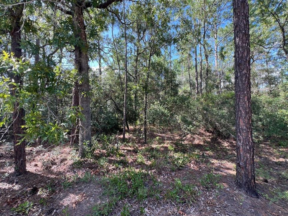 На продажу: $26,800 (1.25 acres)