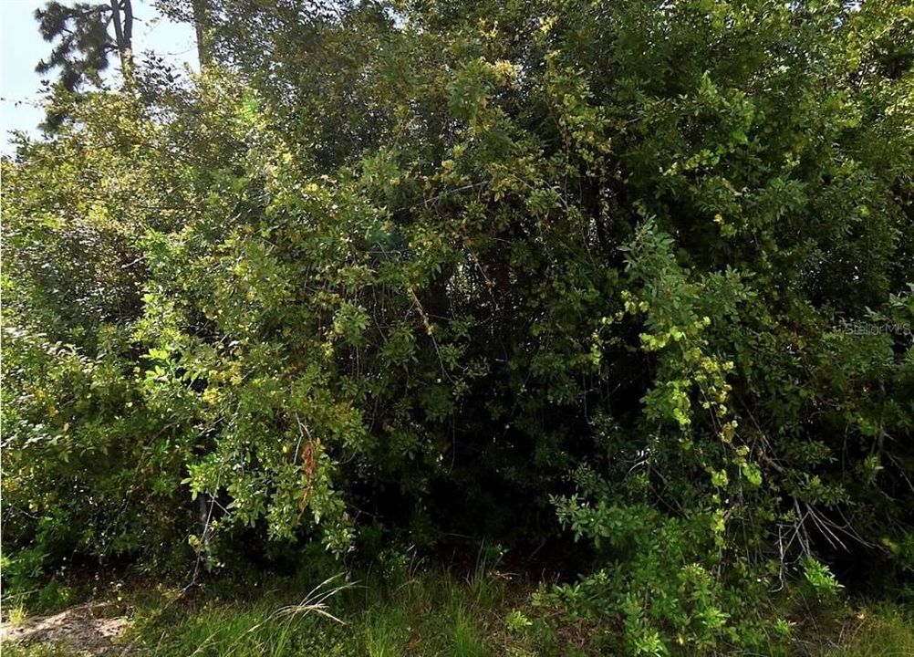 En Venta: $47,500 (0.51 acres)
