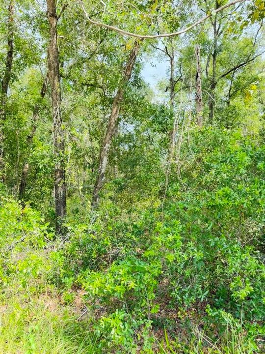 En Venta: $19,980 (0.22 acres)