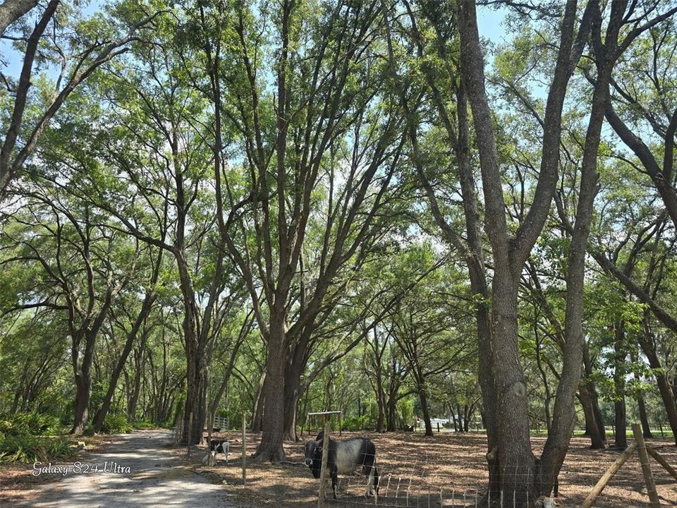 For Sale: $285,000 (3.00 acres)