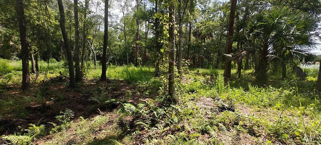 待售: $299,000 (5.00 acres)