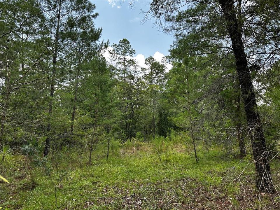 En Venta: $34,900 (1.00 acres)