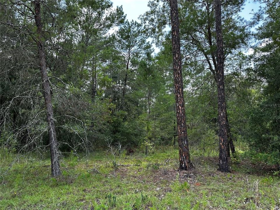 En Venta: $34,900 (1.00 acres)