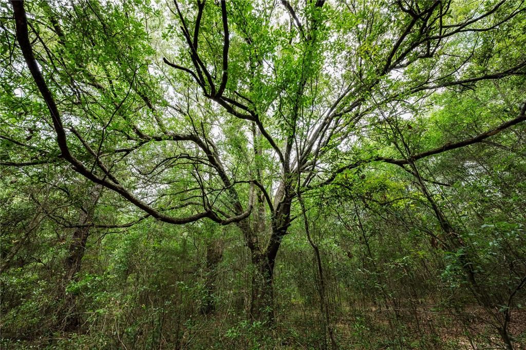 На продажу: $255,000 (4.16 acres)