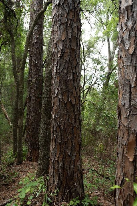 На продажу: $255,000 (4.16 acres)
