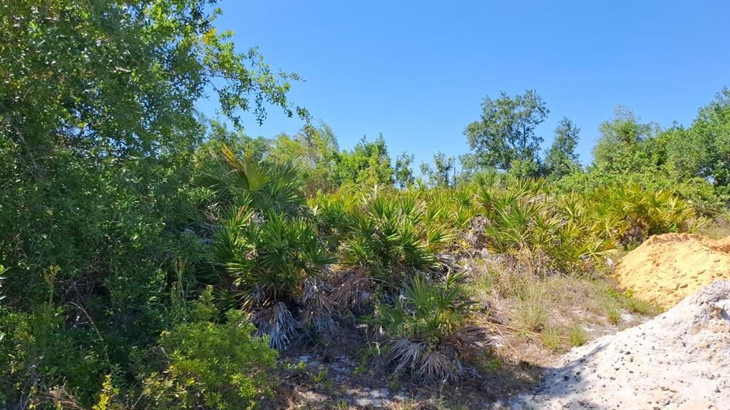 For Sale: $19,000 (0.23 acres)