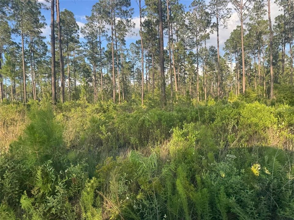 待售: $180,000 (10.01 acres)
