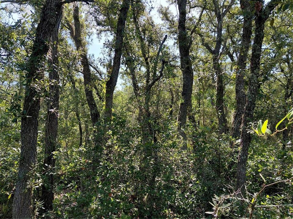 For Sale: $49,000 (1.16 acres)