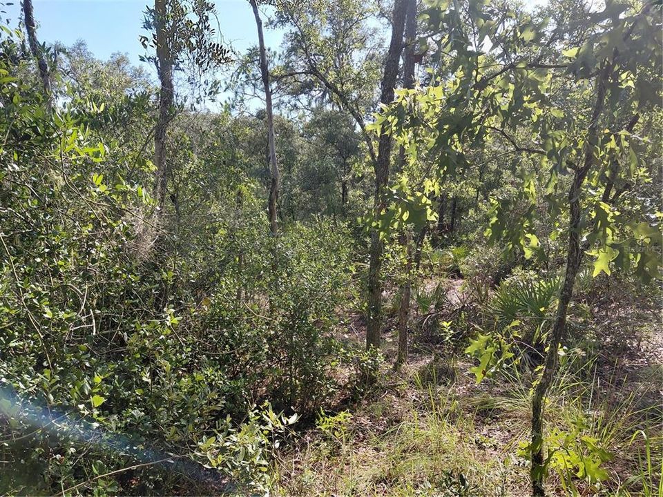 For Sale: $49,000 (1.16 acres)