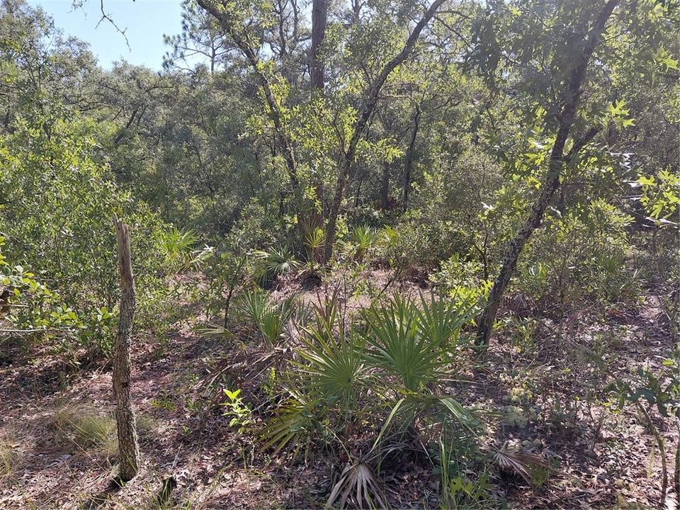 For Sale: $49,000 (1.16 acres)