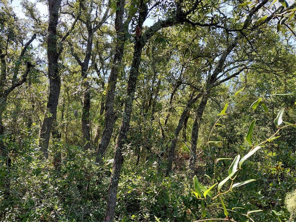 For Sale: $49,000 (1.16 acres)