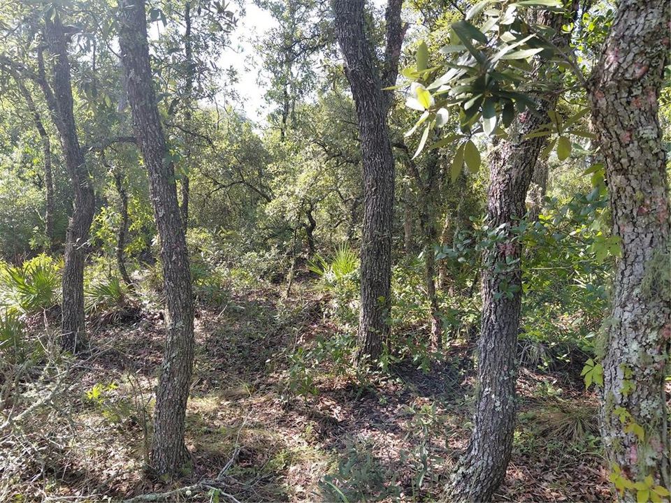 For Sale: $49,000 (1.16 acres)