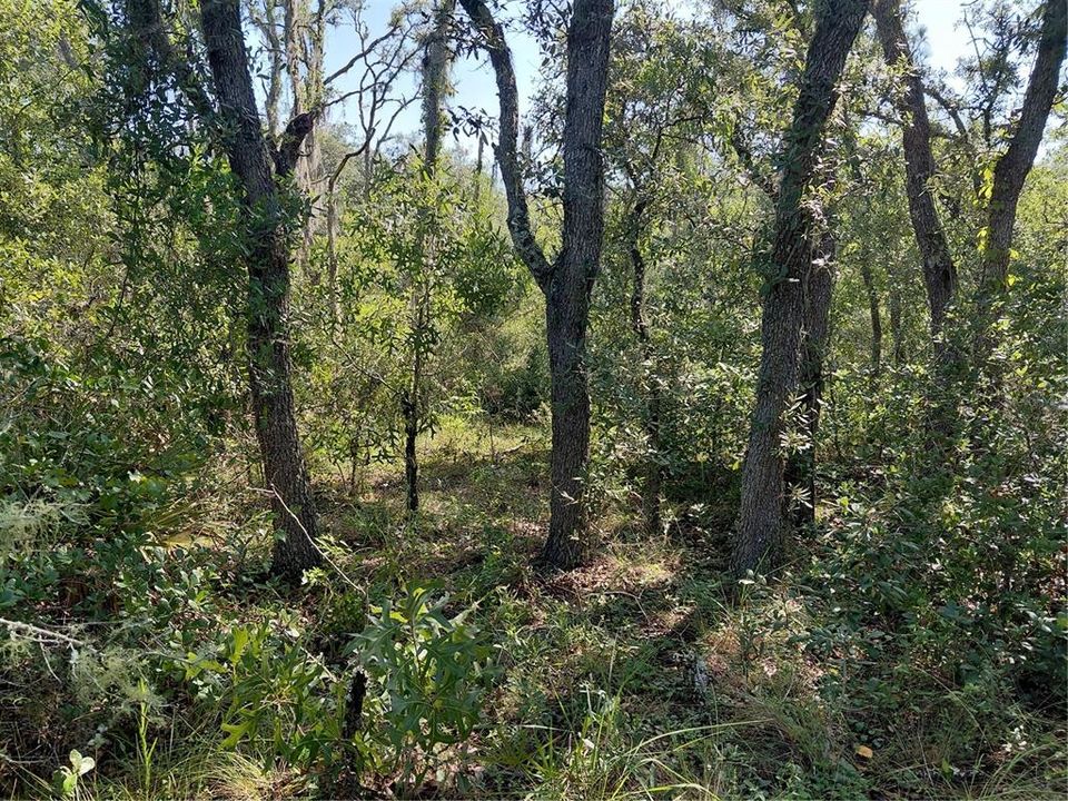 For Sale: $49,000 (1.16 acres)