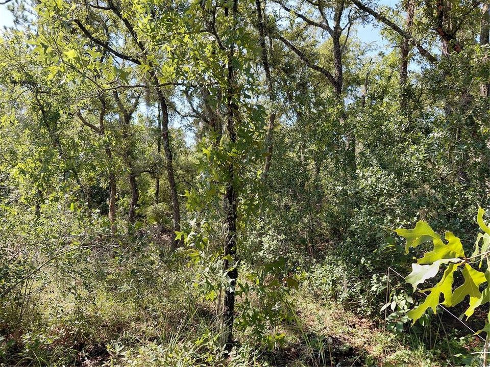 For Sale: $49,000 (1.16 acres)