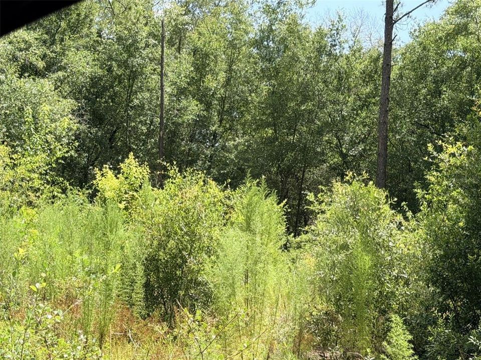 For Sale: $35,000 (1.25 acres)