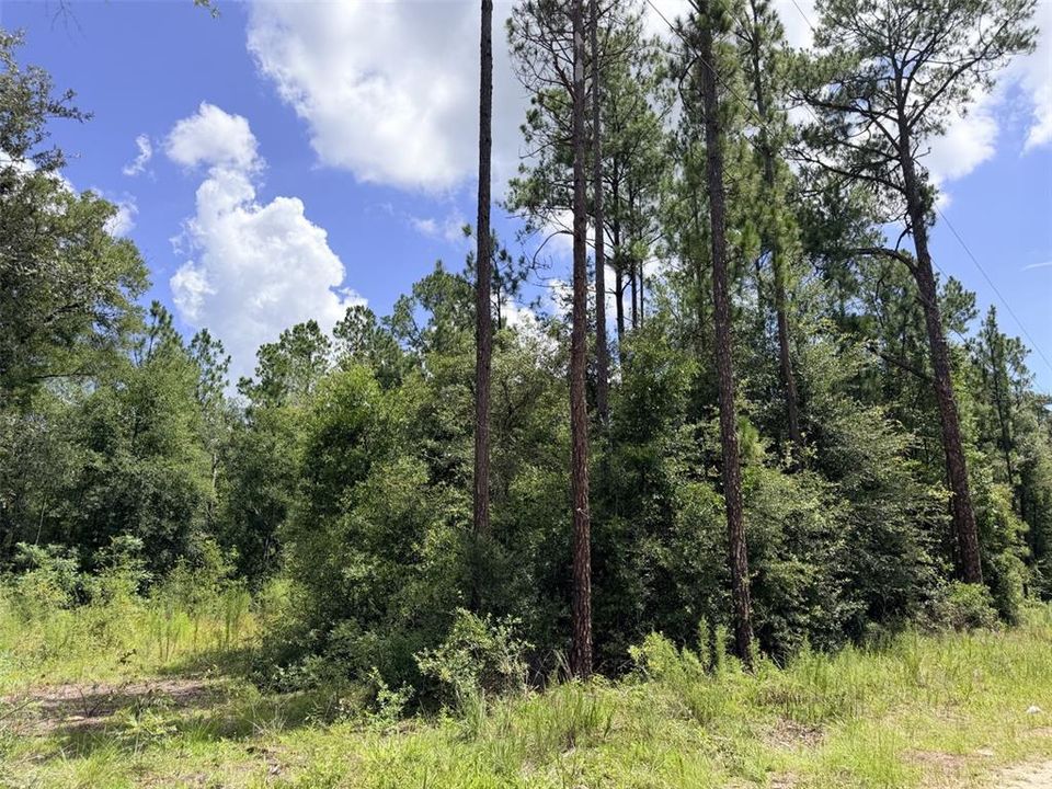 For Sale: $35,000 (1.25 acres)