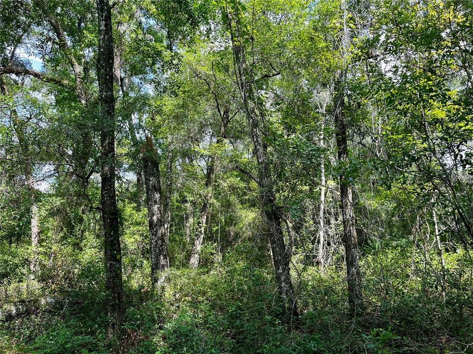 For Sale: $245,000 (3.85 acres)