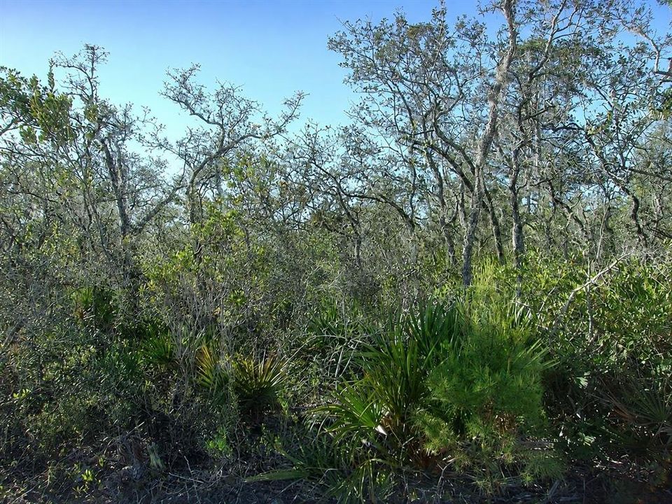 For Sale: $8,000 (0.23 acres)