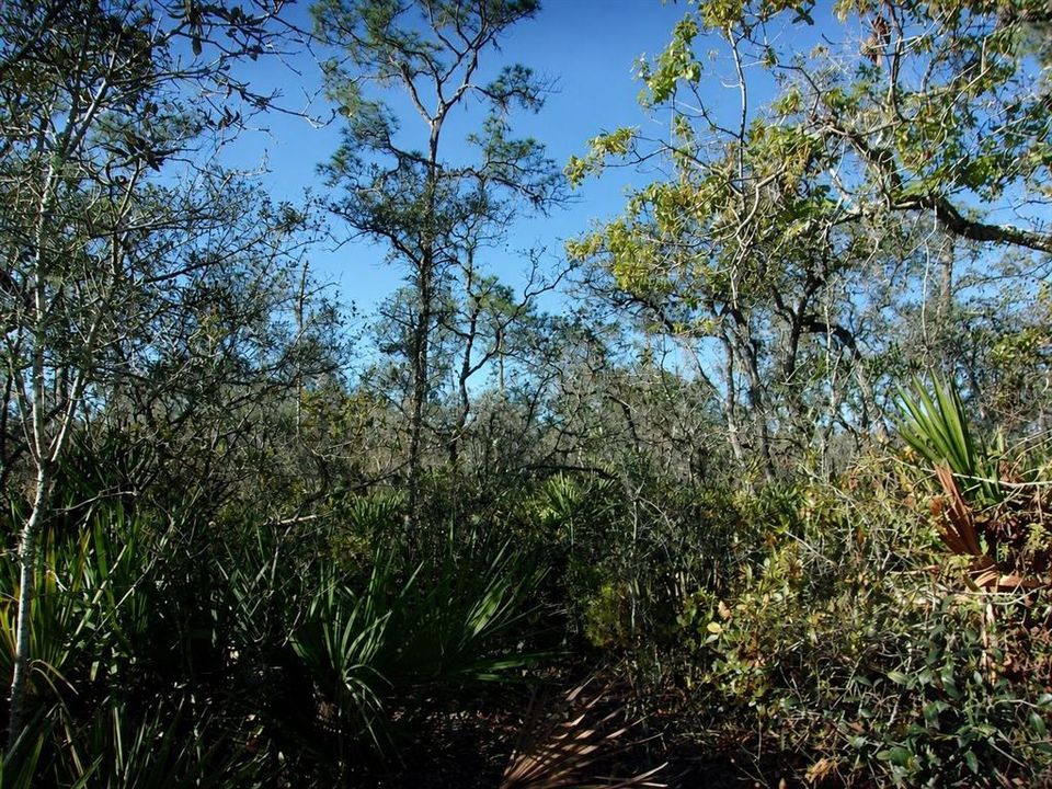 For Sale: $8,000 (0.23 acres)