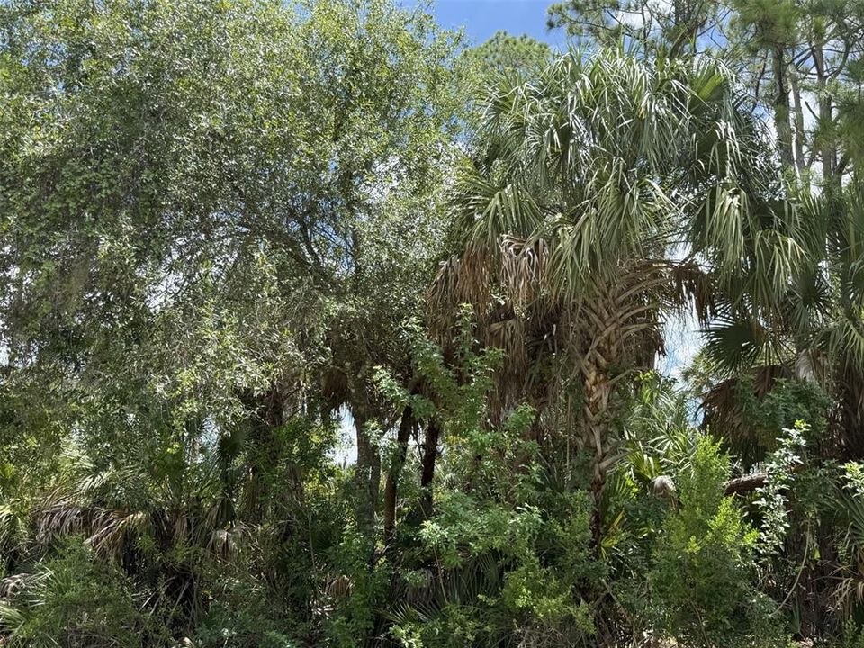 For Sale: $49,900 (0.46 acres)
