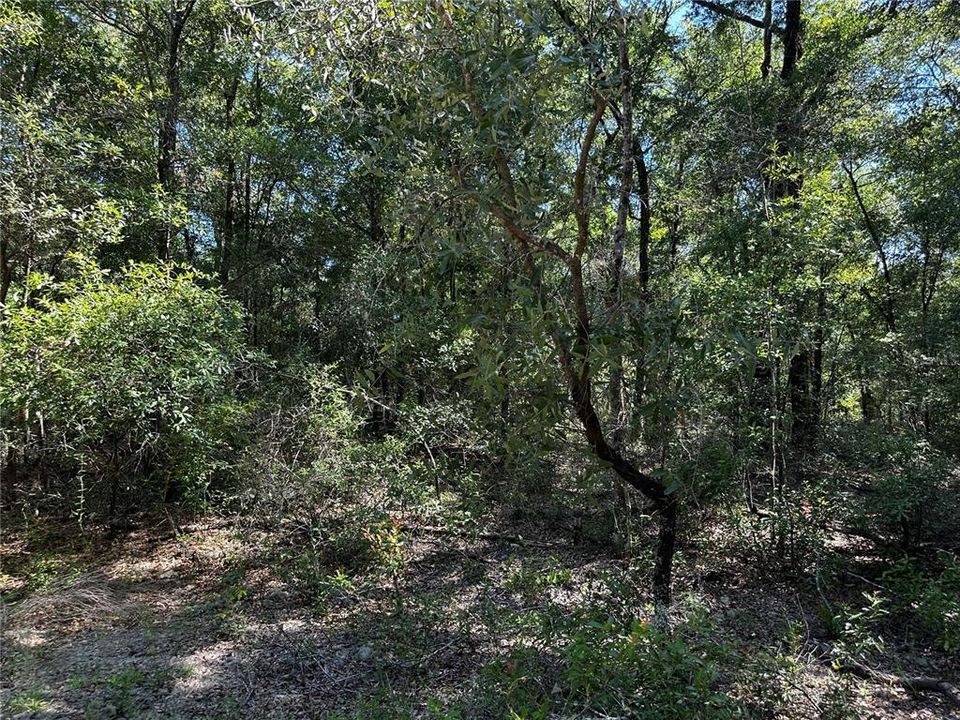 For Sale: $27,000 (1.25 acres)