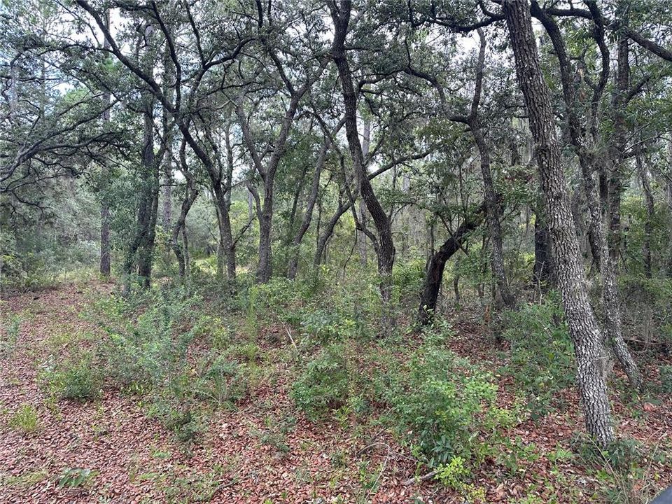На продажу: $70,000 (2.29 acres)