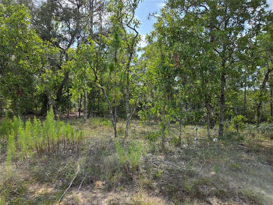На продажу: $23,000 (0.23 acres)