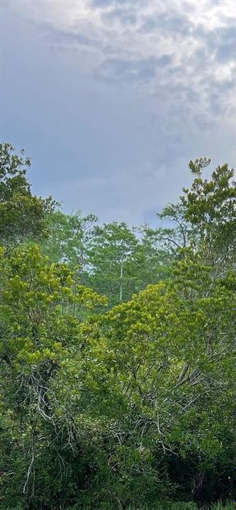 For Sale: $35,900 (0.28 acres)