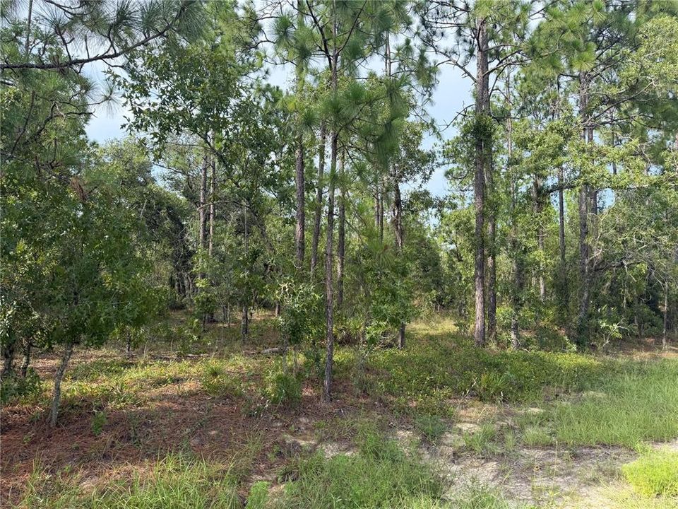 На продажу: $65,900 (1.16 acres)