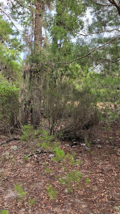 En Venta: $12,500 (0.22 acres)