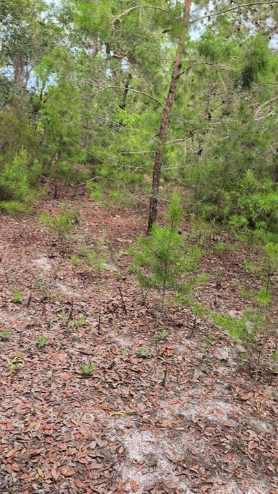 En Venta: $12,500 (0.22 acres)