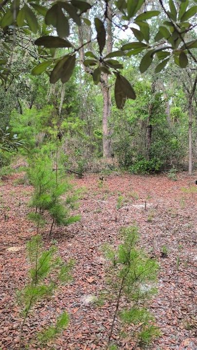 En Venta: $12,500 (0.22 acres)