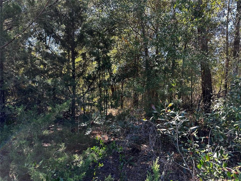 For Sale: $10,000 (0.24 acres)
