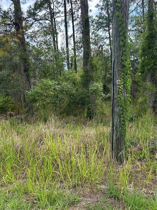 На продажу: $55,000 (0.46 acres)